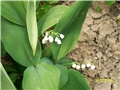 đurđica - lat. Convallaria majalis